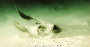 Fantail stingray by Elena May Izyumskaya 